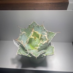 アガベ　白鯨  Agave titanota 'Hakugei'の画像