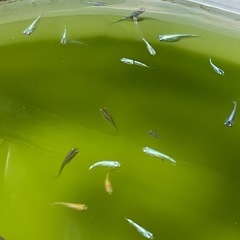 メダカ　幼魚　大量の画像