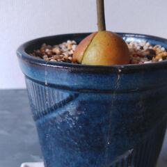 【交渉中】観葉植物　アボカドの画像