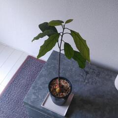 【交渉中】観葉植物　アボカドの画像