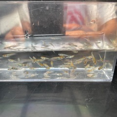 メダカ！ユリシス幼魚１０匹お話し中の画像