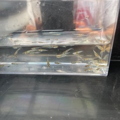 メダカ！ユリシス幼魚１０匹お話し中の画像