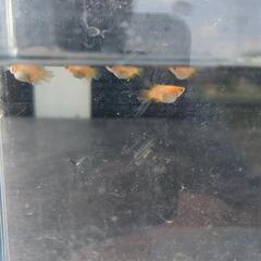 東天光のダルマの画像
