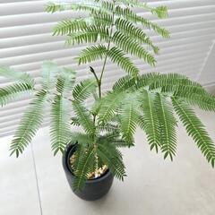◼️エバーフレッシュ◼️実生　45センチの画像