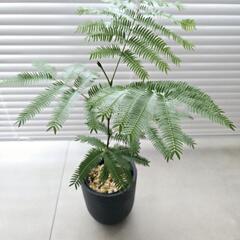 ◼️エバーフレッシュ◼️実生　45センチの画像