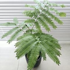 ◼️エバーフレッシュ◼️実生　45センチの画像
