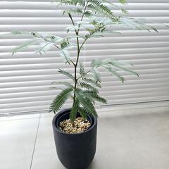 ◼️エバーフレッシュ◼️実生　45センチの画像
