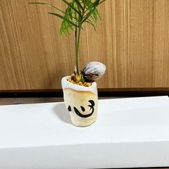 実生蘇鉄ミニ盆栽の画像