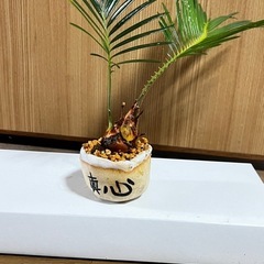 実生蘇鉄ミニ盆栽の画像