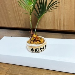 実生蘇鉄ミニ盆栽の画像