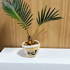 実生蘇鉄ミニ盆栽の画像