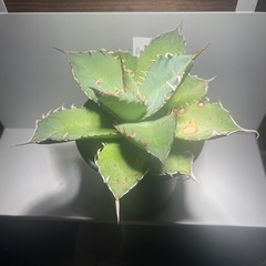 アガベ　覇王龍の画像