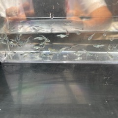 メダカ！サボテン幼魚１０匹(ダルマから生まれた子)お話し中の画像