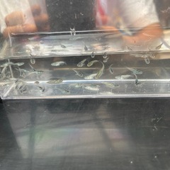メダカ！サボテン幼魚１０匹(ダルマから生まれた子)お話し中の画像