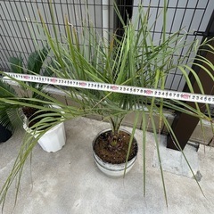 ココスヤシの画像