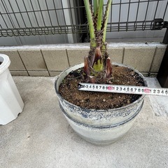 ココスヤシの画像