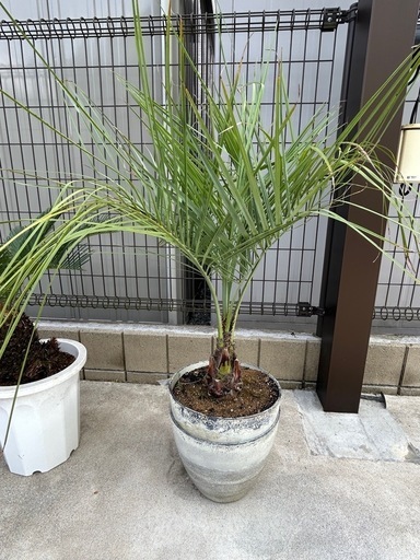 ココスヤシ