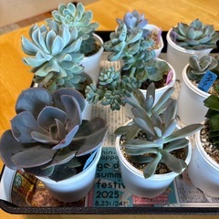 多肉植物差し上げます！第４弾！
の画像