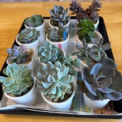 多肉植物差し上げます！第４弾！
の画像