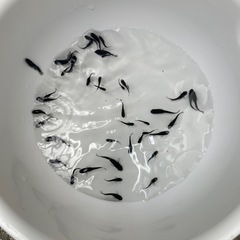 メダカ！オロチ幼魚１０匹お取り引き中の画像