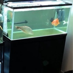 【90cm水槽セット】🐟コトブキ/GEX※使用3年以内 の画像