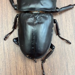 オオクワガタ能勢YG血統成虫ペアの画像