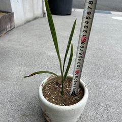 ココスヤシの画像