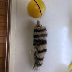 犬・猫　動くボールの画像