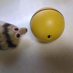 犬・猫　動くボールの画像