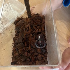 カブトムシ、クワガタケースセットの画像
