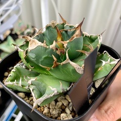 アガベ【魔丸】中株🍀低重心肉厚の画像