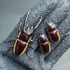 【ラスト出品】ビソンノコギリ　♂♀♀爆産セットの画像