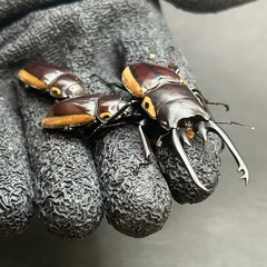 【ラスト出品】ビソンノコギリ　♂♀♀爆産セットの画像