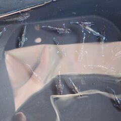 メダカ【真ギャッツビー】の画像