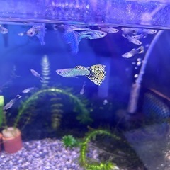 海外グッピー　稚魚　イエロー8匹の画像