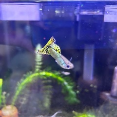 海外グッピー　稚魚　イエロー8匹の画像
