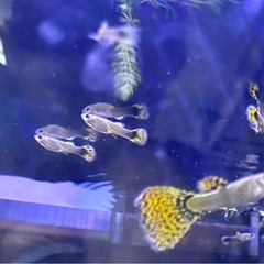 海外グッピー　稚魚　イエロー8匹の画像