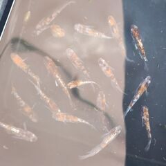 メダカ【紅花魁】取引決定の画像