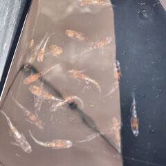 メダカ【紅花魁】取引決定の画像