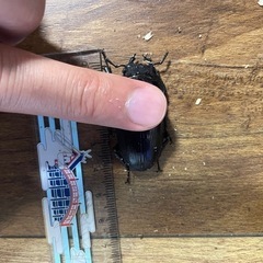 新成虫能勢産オオクワガタセットの画像
