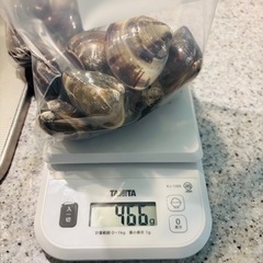 愛知県産はまぐり466gの画像