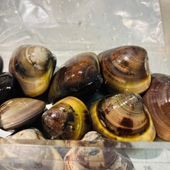 愛知県産はまぐり466gの画像