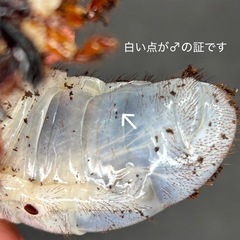 【ペア】ヘラクレス3齢幼虫の画像
