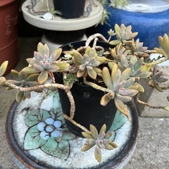 多肉植物①🪴3年以上🪴写真3.4.5の画像