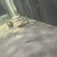 ブラックピラニア3匹の画像
