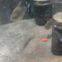ブラックピラニア3匹の画像