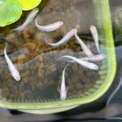 差し上げます　ピンクサファイア　幼魚の画像
