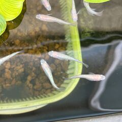 差し上げます　ピンクサファイア　幼魚の画像