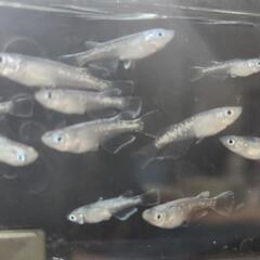 【ミックスメダカ】5〜7月生まれの若魚1匹〜対応可（水草おまけ付き）
の画像