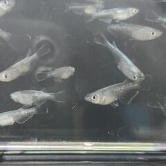 【ミックスメダカ】5〜7月生まれの若魚1匹〜対応可（水草おまけ付き）
の画像